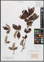 Foto von Salix caprea L.